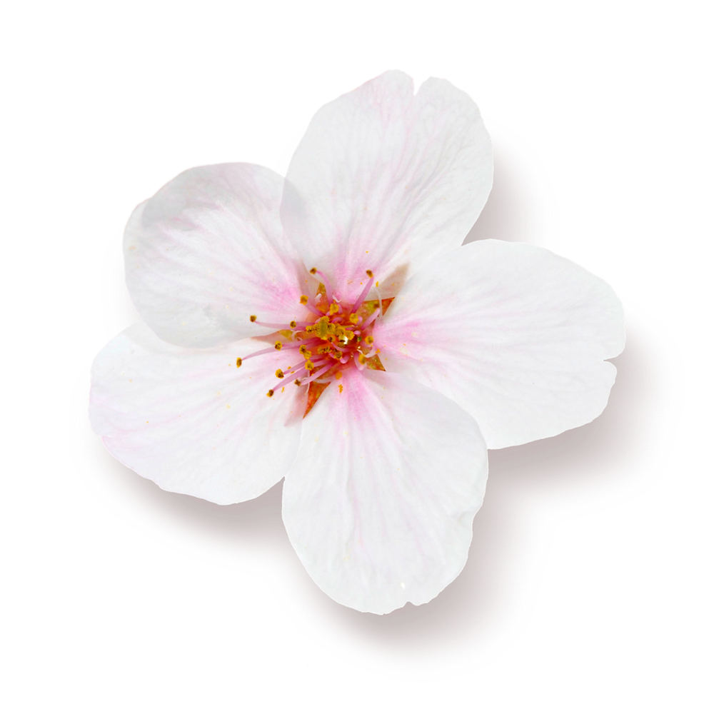The Rituals Life is a Journey Sakura Miris za Auto