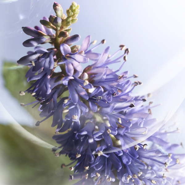Lancome La Vie Est Belle Iris Absolu Eau de Parfum