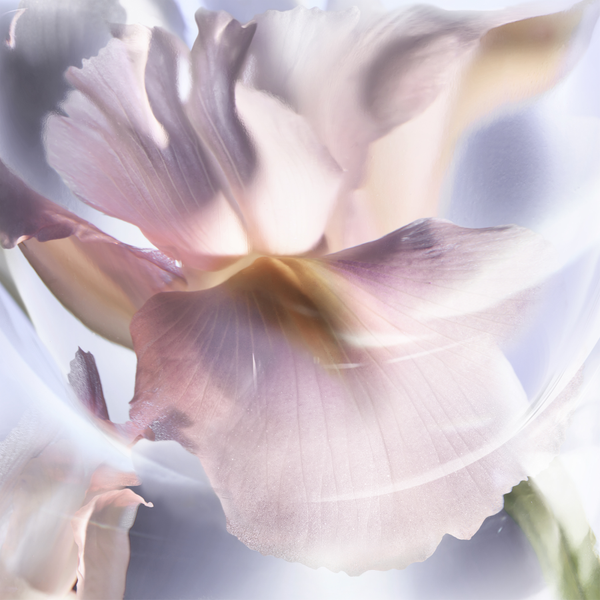 Lancome La Vie Est Belle Iris Absolu Eau de Parfum