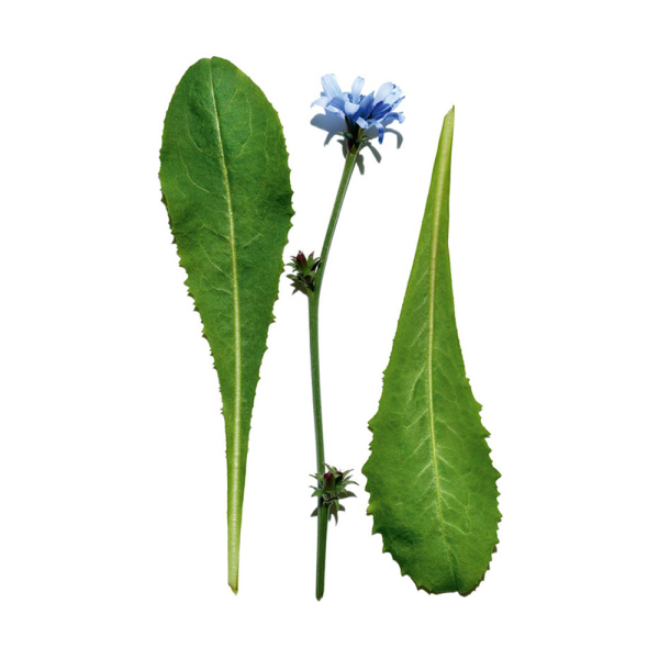 Clarins Pure-Reset Resurfacing Blemish Serum 30ml