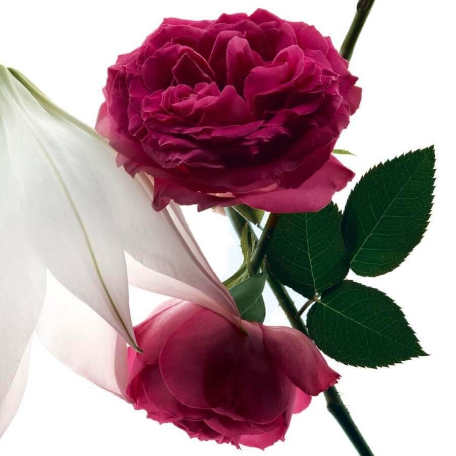 YSL Mon Paris Intensémen Eau de Parfum