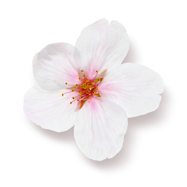 The Rituals Of Sakura Body Cream