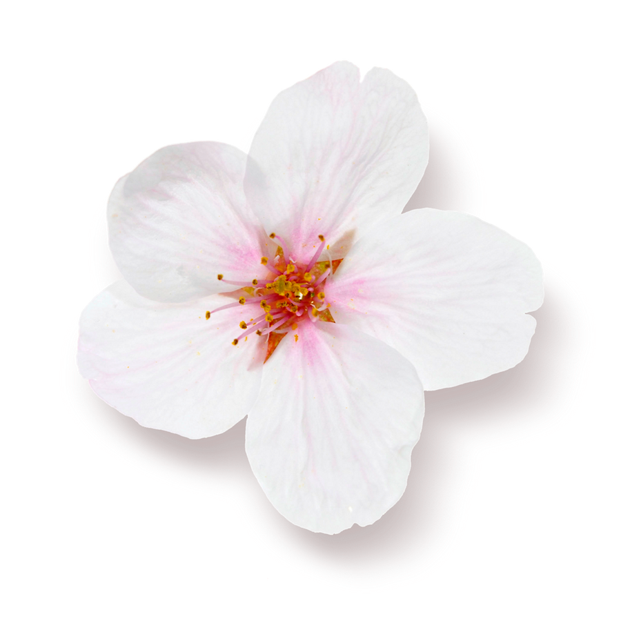 The Rituals Life is a Journey Sakura Miris za Auto